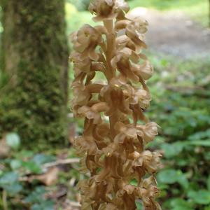 Photographie n°2924851 du taxon Neottia nidus-avis (L.) Rich.