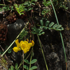 Photographie n°2924983 du taxon Hippocrepis comosa L.