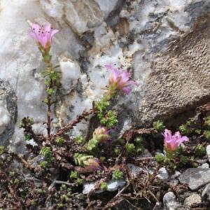 Photographie n°2925021 du taxon Saxifraga oppositifolia L.