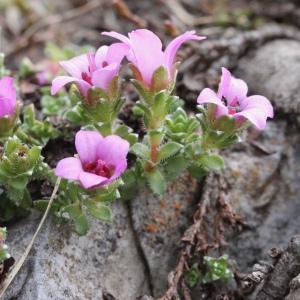 Photographie n°2925040 du taxon Saxifraga oppositifolia L.