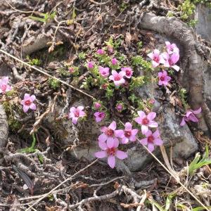 Photographie n°2925042 du taxon Saxifraga oppositifolia L.