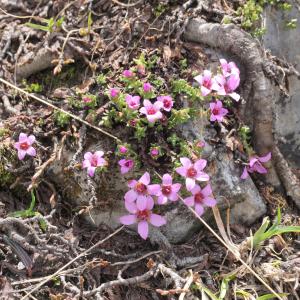 Photographie n°2925044 du taxon Saxifraga oppositifolia L.