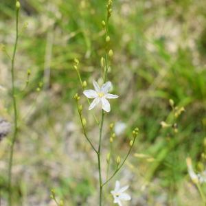 Photographie n°2925053 du taxon Anthericum ramosum L. [1753]