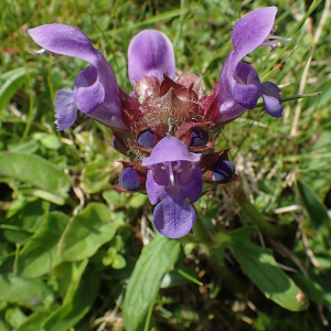 Photographie n°2925078 du taxon Prunella grandiflora (L.) Schöller