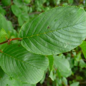 Photographie n°2925120 du taxon Rhamnus alpina subsp. alpina