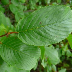 Photographie n°2925121 du taxon Rhamnus alpina subsp. alpina