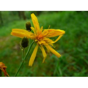 Hieracium juranum Rapin (Épervière du Jura)