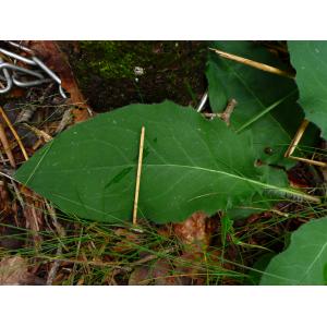 Hieracium solidagineum Fr. (Épervière)