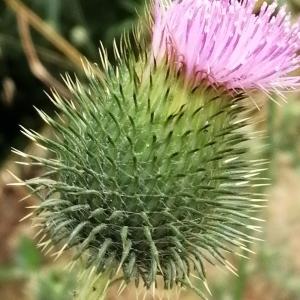 Photographie n°2925191 du taxon Cirsium vulgare subsp. vulgare