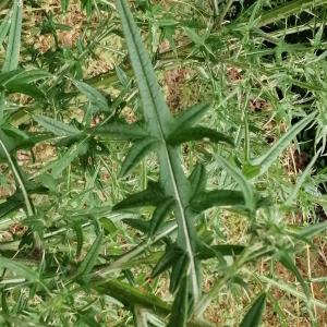 Photographie n°2925192 du taxon Cirsium vulgare subsp. vulgare
