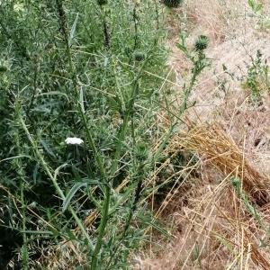 Photographie n°2925193 du taxon Cirsium vulgare subsp. vulgare