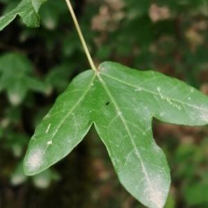 Photographie n°2925202 du taxon Acer monspessulanum L. [1753]