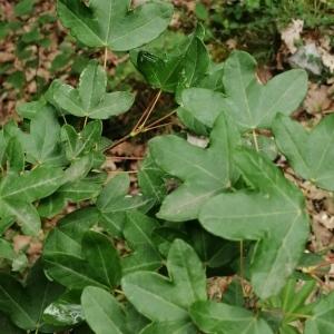 Photographie n°2925203 du taxon Acer monspessulanum L. [1753]