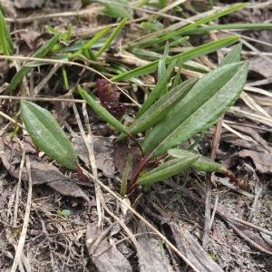 Photographie n°2925256 du taxon Polygonum viviparum L.