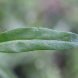 Photographie n°2925314 du taxon Veronica scutellata L. [1753]