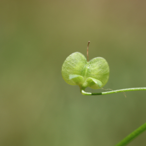 Photographie n°2925315 du taxon Veronica scutellata L. [1753]