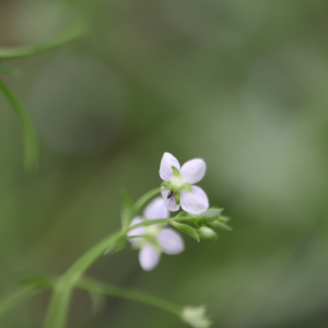Photographie n°2925316 du taxon Veronica scutellata L. [1753]