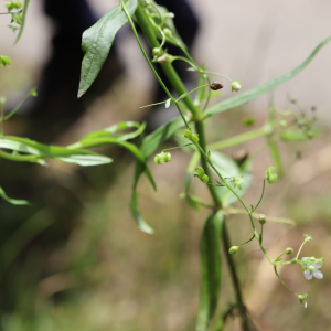 Photographie n°2925317 du taxon Veronica scutellata L. [1753]
