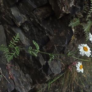 Photographie n°2925333 du taxon Tanacetum corymbosum (L.) Sch.Bip.