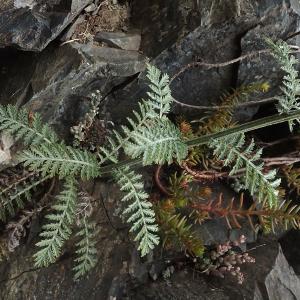 Photographie n°2925334 du taxon Tanacetum corymbosum (L.) Sch.Bip.