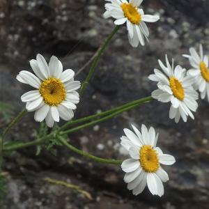 Photographie n°2925335 du taxon Tanacetum corymbosum (L.) Sch.Bip.