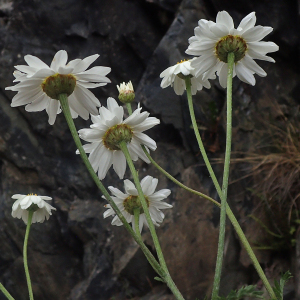 Photographie n°2925336 du taxon Tanacetum corymbosum (L.) Sch.Bip.