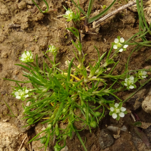  - Sagina saginoides (L.) H.Karst.