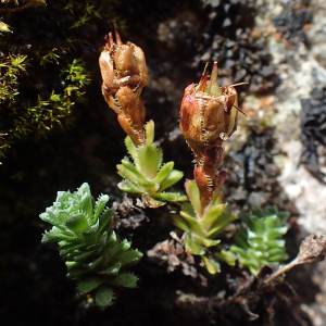 Photographie n°2925432 du taxon Saxifraga oppositifolia L.