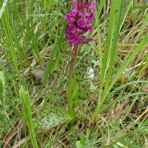 Photographie n°2925444 du taxon Dactylorhiza majalis subsp. alpestris (Pugsley) Senghas [1968]