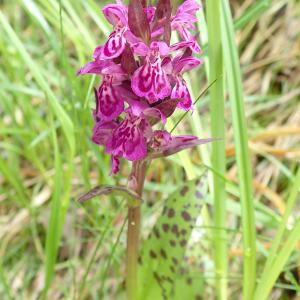 Photographie n°2925445 du taxon Dactylorhiza majalis subsp. alpestris (Pugsley) Senghas [1968]