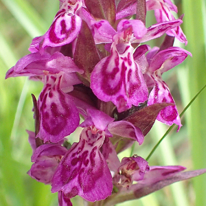 Photographie n°2925446 du taxon Dactylorhiza majalis subsp. alpestris (Pugsley) Senghas [1968]