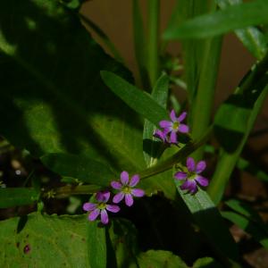 Photographie n°2925452 du taxon Lythrum hyssopifolia L. [1753]