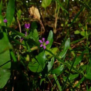Photographie n°2925454 du taxon Lythrum hyssopifolia L. [1753]