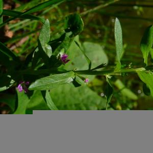 Photographie n°2925455 du taxon Lythrum hyssopifolia L. [1753]