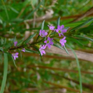 Photographie n°2925461 du taxon Lythrum hyssopifolia L. [1753]