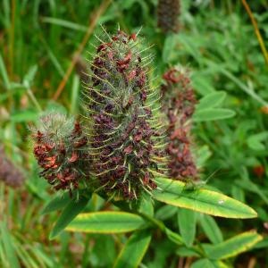 Photographie n°2925464 du taxon Trifolium rubens L. [1753]