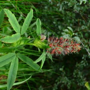 Photographie n°2925465 du taxon Trifolium rubens L. [1753]