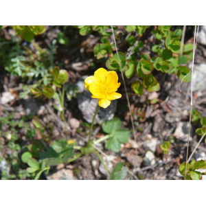 Ranunculus breyninus Crantz (Renoncule de Breyne)