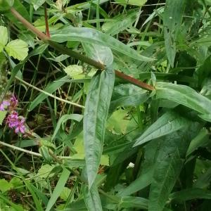 Photographie n°2925584 du taxon Lythrum salicaria L. [1753]