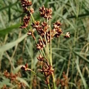 Photographie n°2925634 du taxon Juncus inflexus L. [1753]