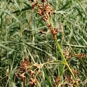 Photographie n°2925635 du taxon Juncus inflexus L. [1753]