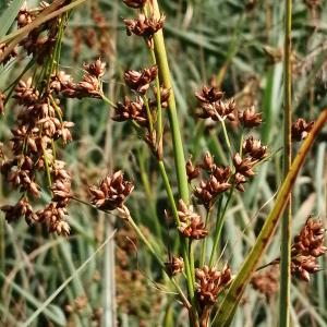 Photographie n°2925636 du taxon Juncus inflexus L. [1753]