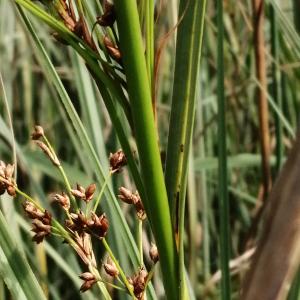 Photographie n°2925637 du taxon Juncus inflexus L. [1753]