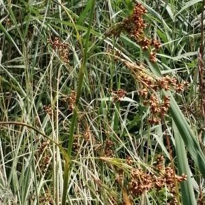 Photographie n°2925638 du taxon Juncus inflexus L. [1753]