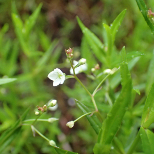Photographie n°2925664 du taxon Veronica scutellata L.