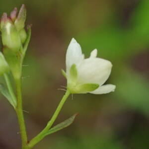 Photographie n°2925665 du taxon Veronica scutellata L.