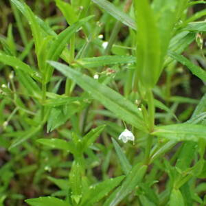 Photographie n°2925666 du taxon Veronica scutellata L.