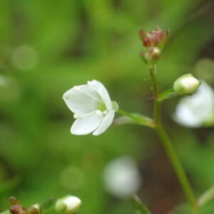 Photographie n°2925667 du taxon Veronica scutellata L.
