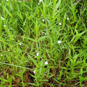 Photographie n°2925668 du taxon Veronica scutellata L.