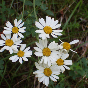 Photographie n°2925723 du taxon Tanacetum corymbosum (L.) Sch.Bip.